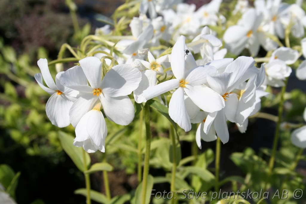 Phlox stolonifera 'Alba'