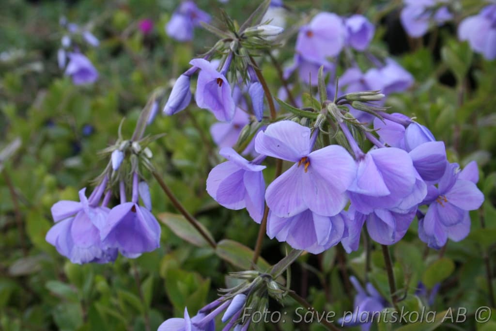 Phlox stolonifera 'Blue Ridge'