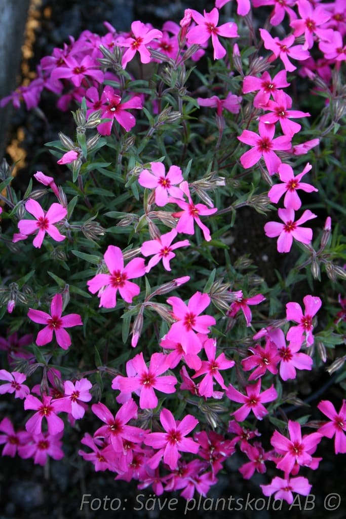 Phlox procumbens 'Rosea'