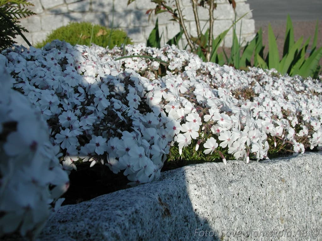 Phlox subulata 'Amazing Grace'