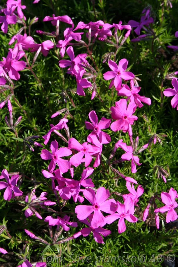 Phlox subulata 'McDaniel's Cushion'