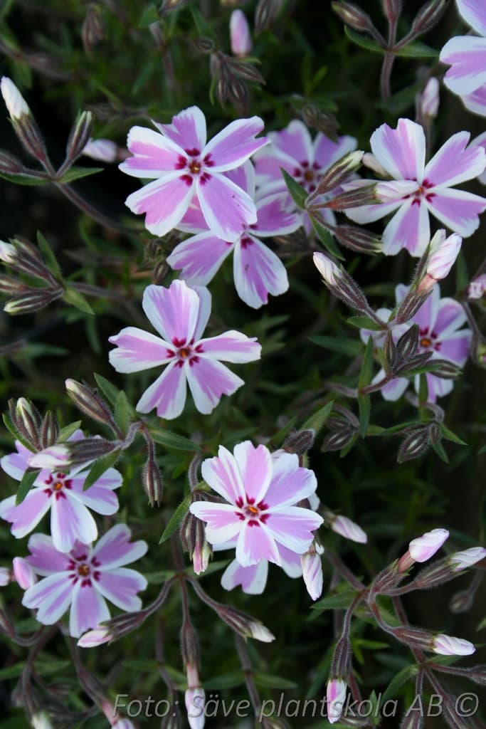 Phlox subulata 'Mikado'