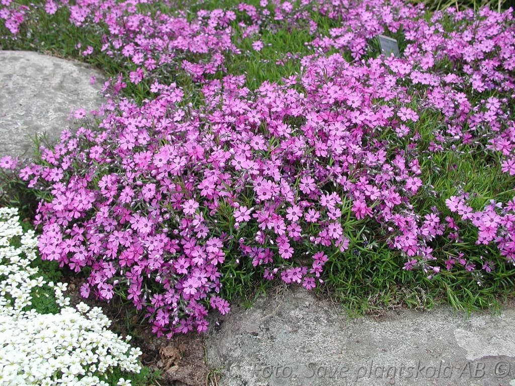 Phlox subulata 'Purple Beauty'