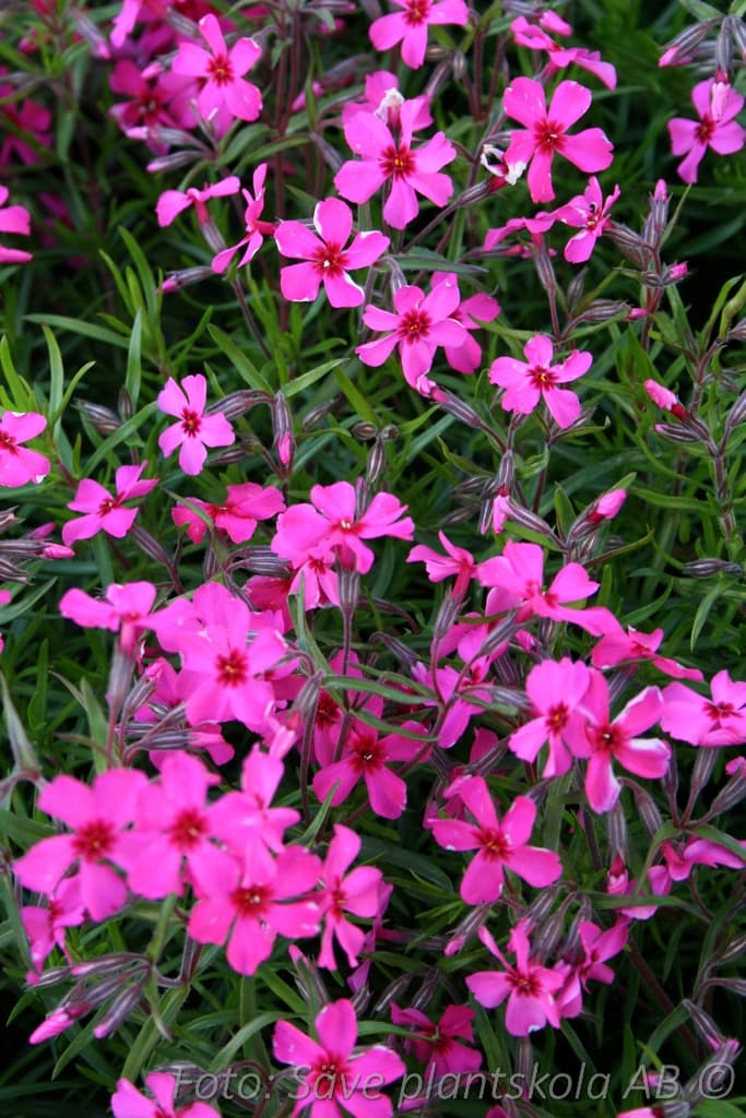 Phlox subulata 'Scarlet Flame'