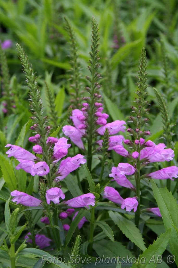 Physostegia virginiana 'Vivid'