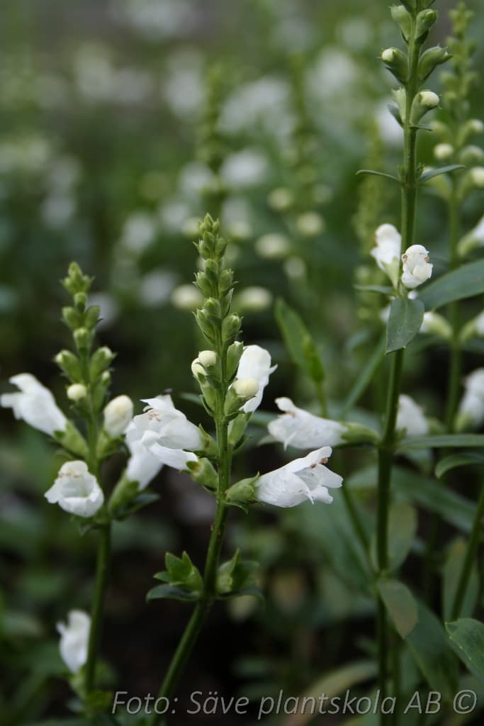 Physostegia virginiana  'Summer Snow'