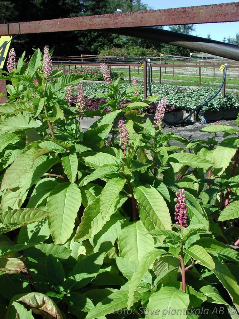 Phytolacca americana