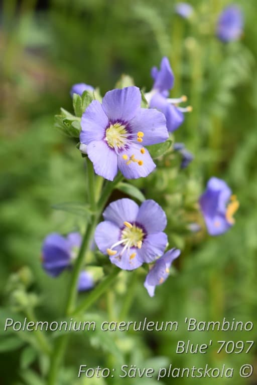 Polemonium caeruleum 'Bambino Blue'