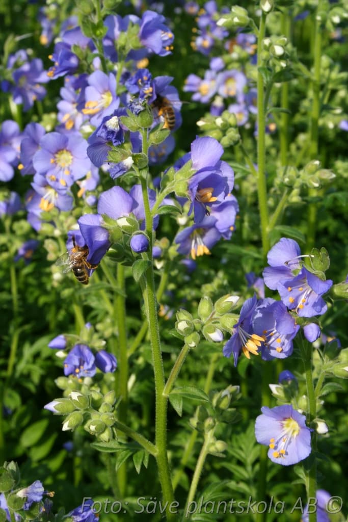 Polemonium caeruleum 'Azuro'