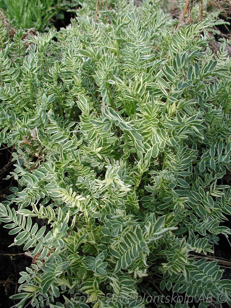 Polemonium caeruleum 'Brise d' Anjou' (PBR)