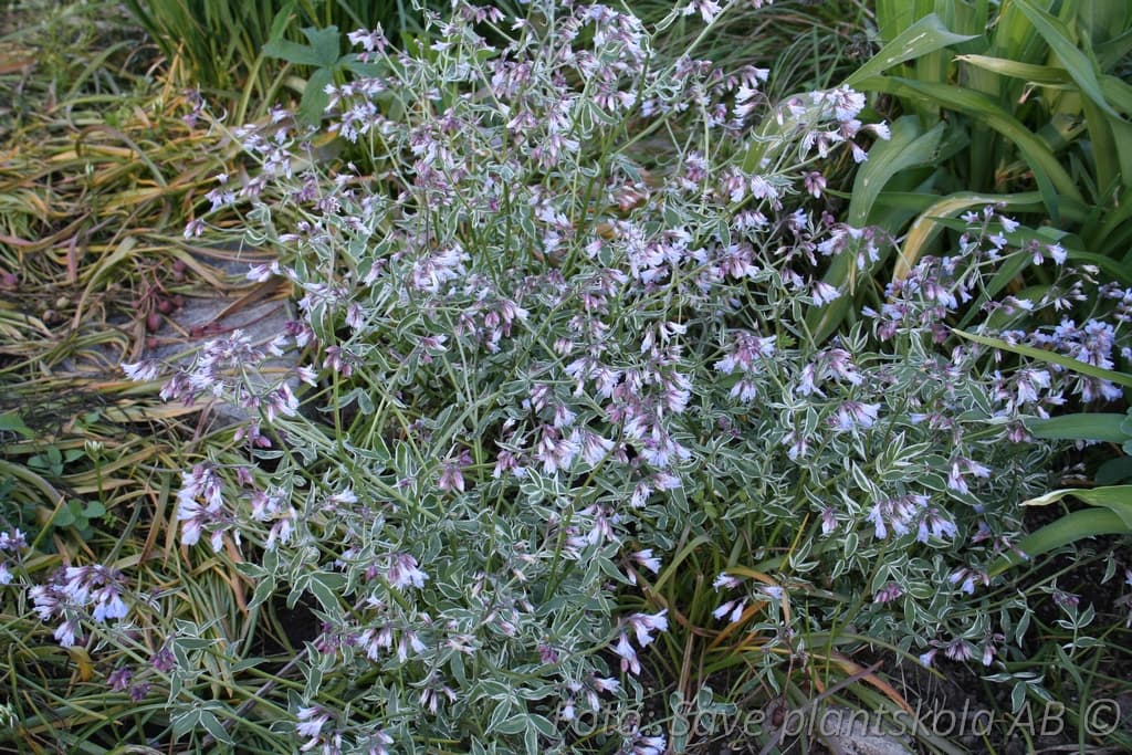 Polemonium reptans 'Stairway To Heaven' (PBR)