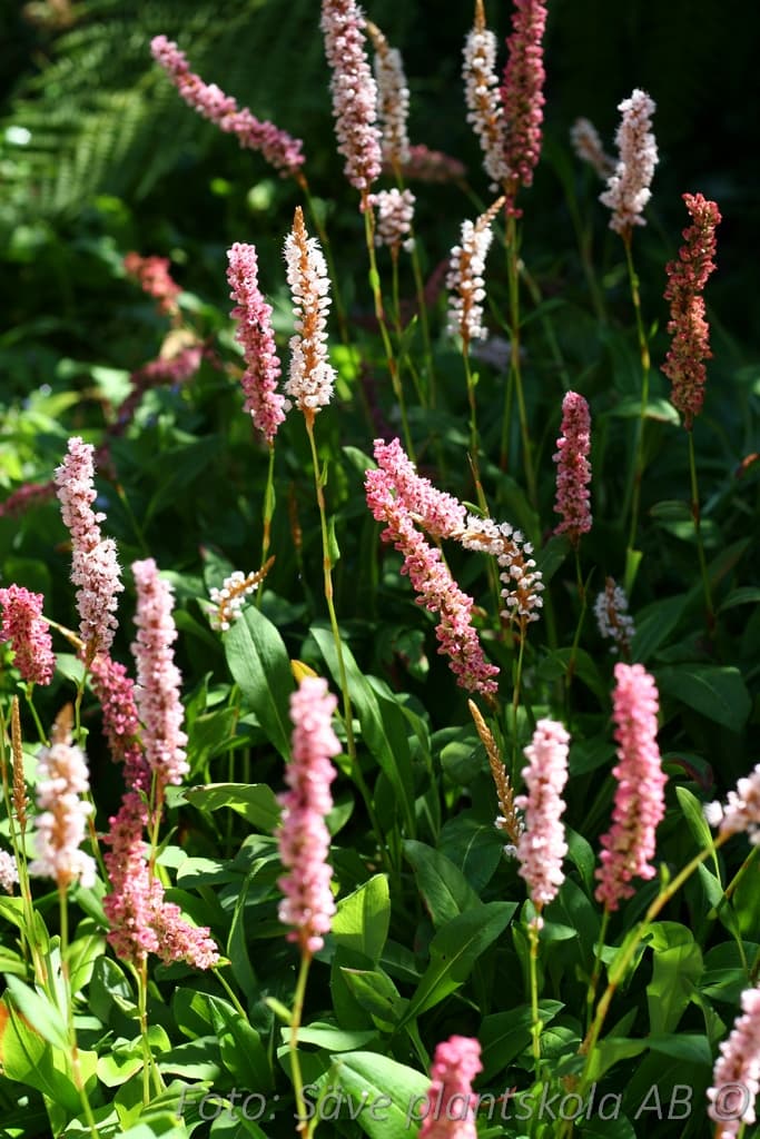 Bistorta affinis 'Darjeeling Red'
