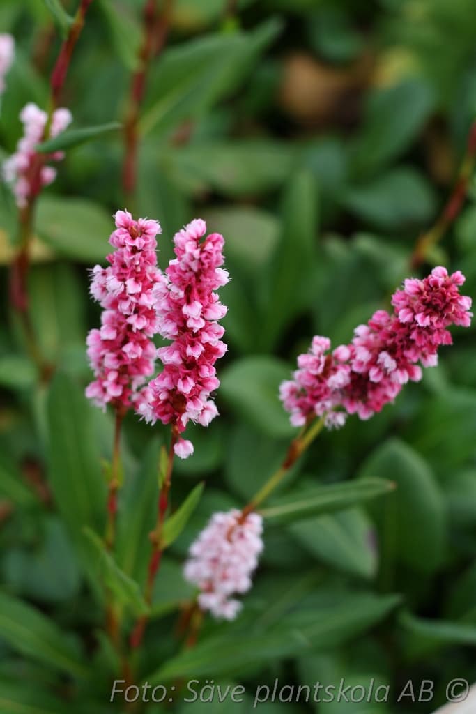 Bistorta affinis 'Superbum'