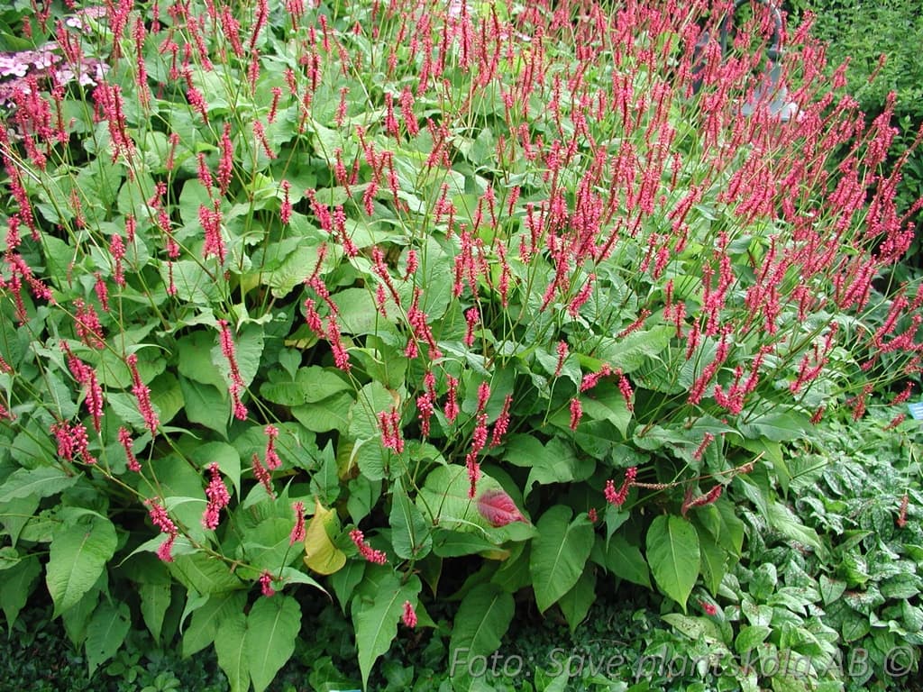 Bistorta amplexicaulis 'Speciosa'