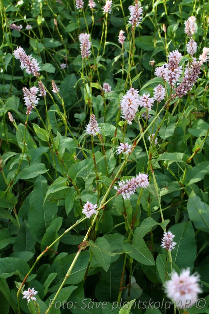 Bistorta officinalis 'Superba'