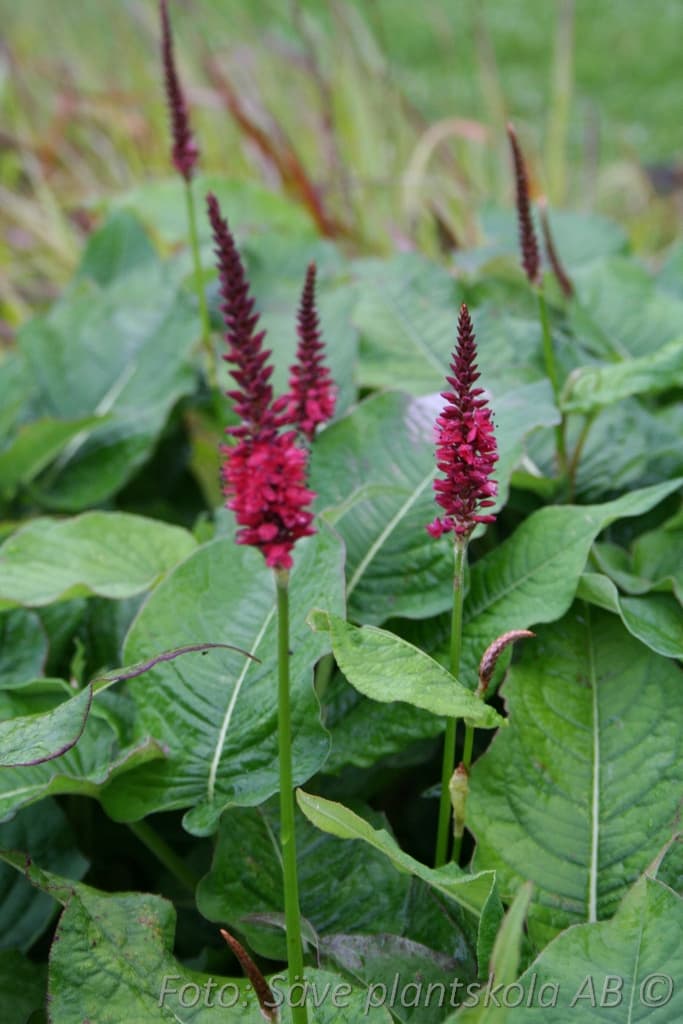 Bistorta amplexicaulis 'Blackfield'( PBR)