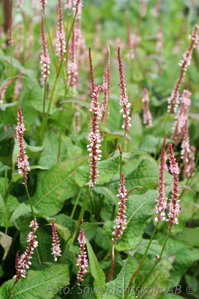 Bistorta amplexicaulis 'Rosea'