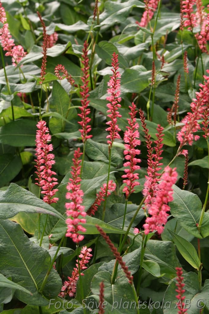 Bistorta amplexicaulis 'Orange Field' (PBR)
