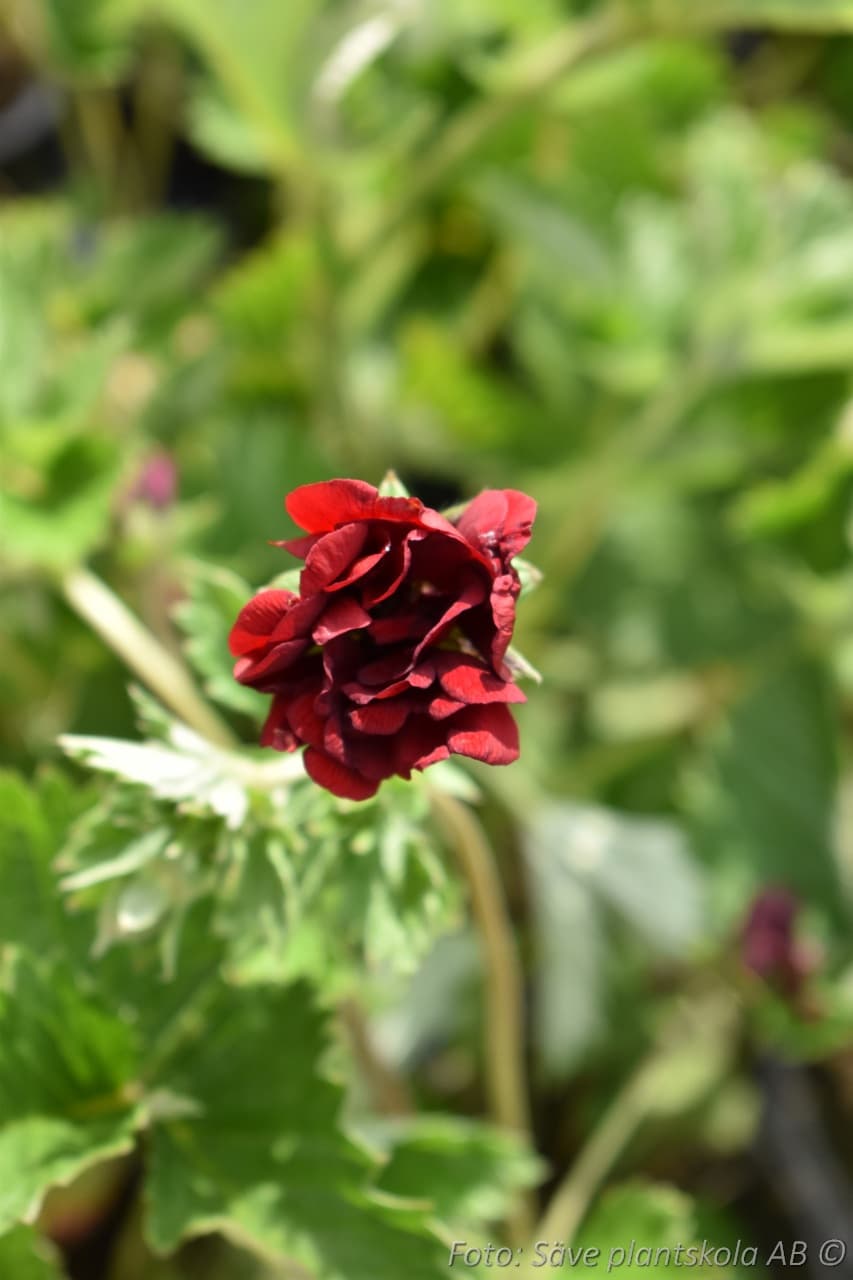 Potentilla 'Flambeau'