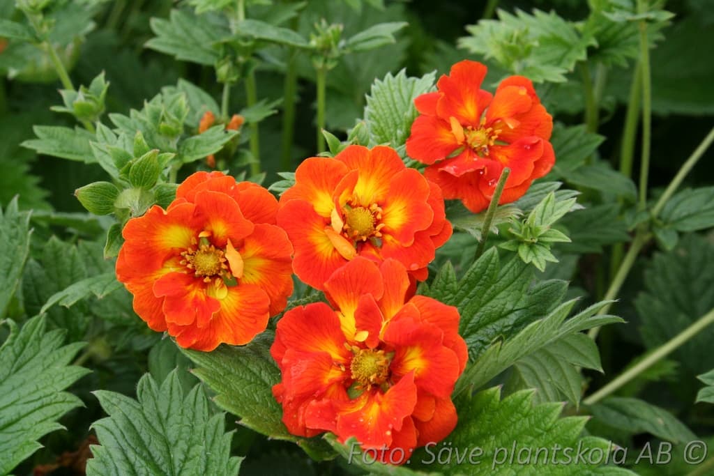 Potentilla bicolor 'William Rollison'