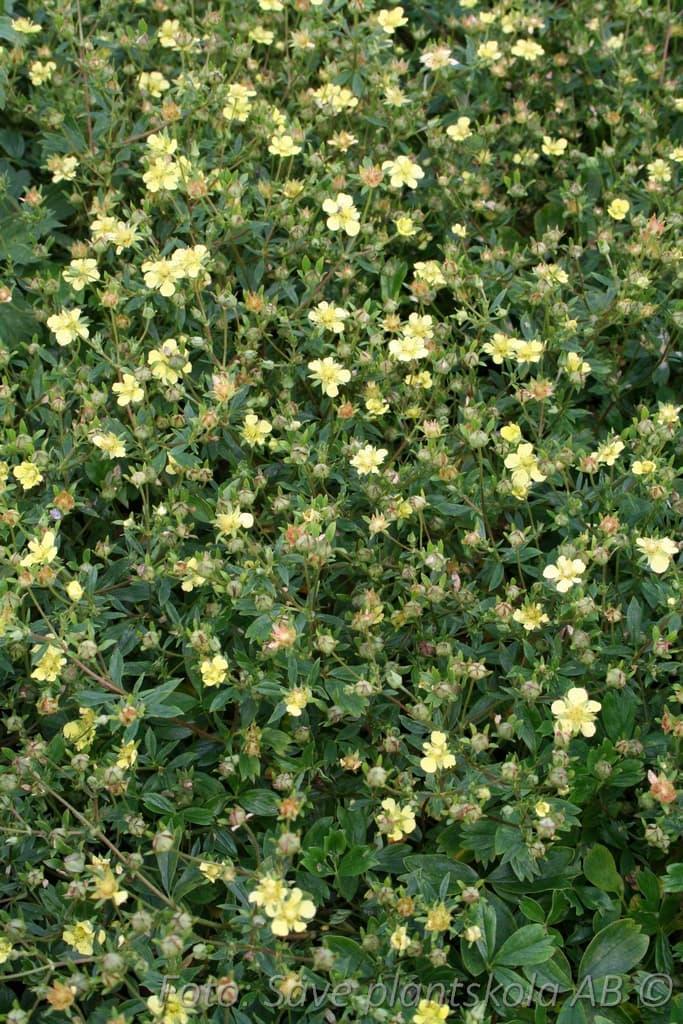 Potentilla 'Lemon Me'