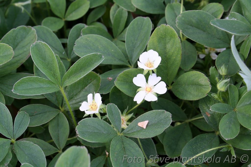 Potentilla alba