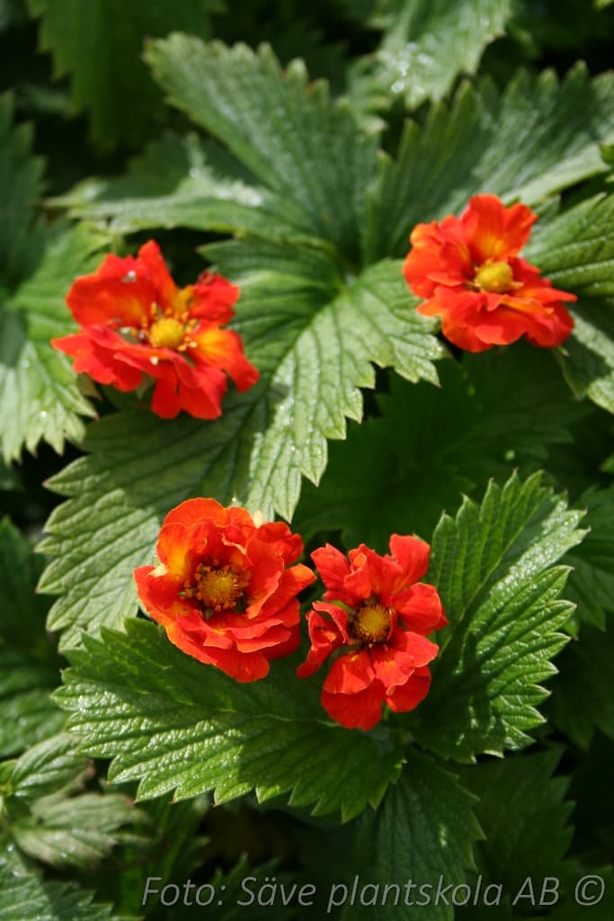 Potentilla atrosanguinea