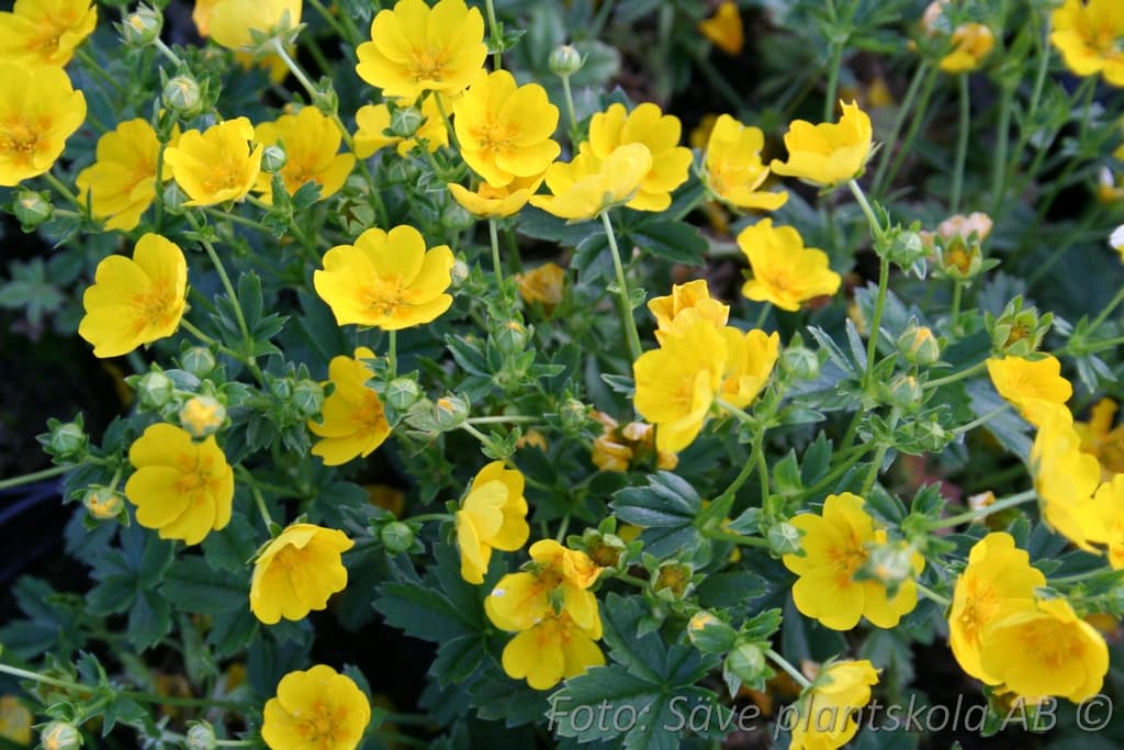 Potentilla aurea