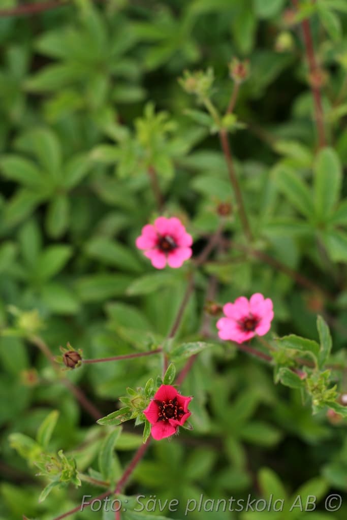 Potentilla nepalensis 'Ron McBeath'