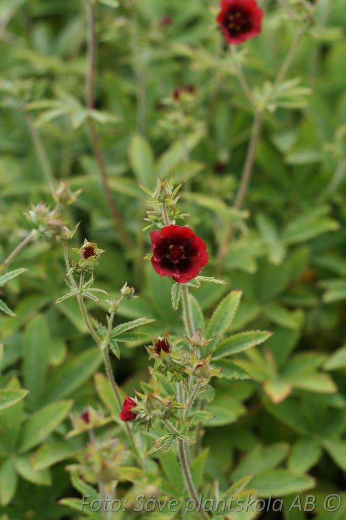 Potentilla thurberi 'Monarch's Velvet'