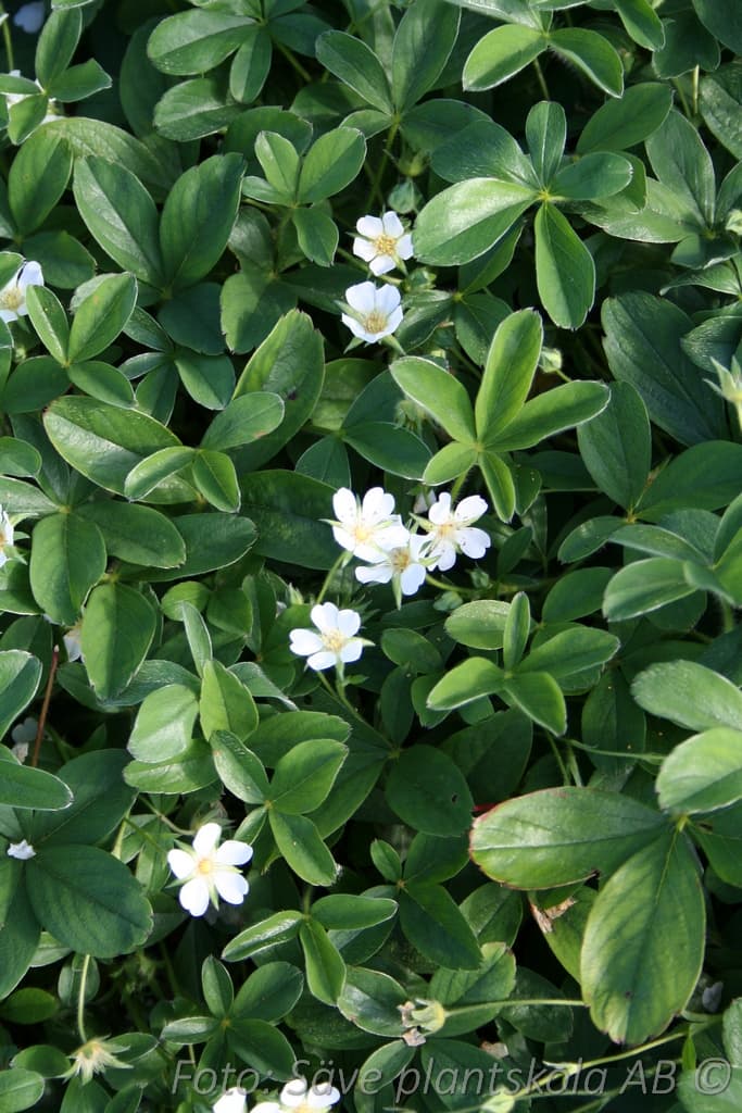 Sibbaldiopsis tridentata 'Nuuk'