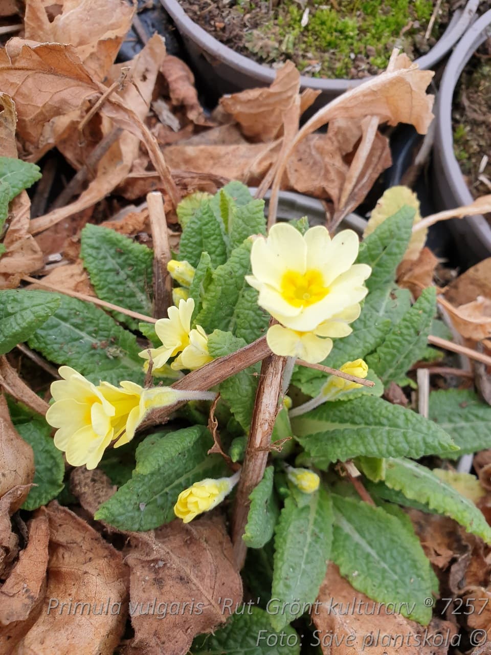 Primula vulgaris 'Rut' Grönt kulturarv ®