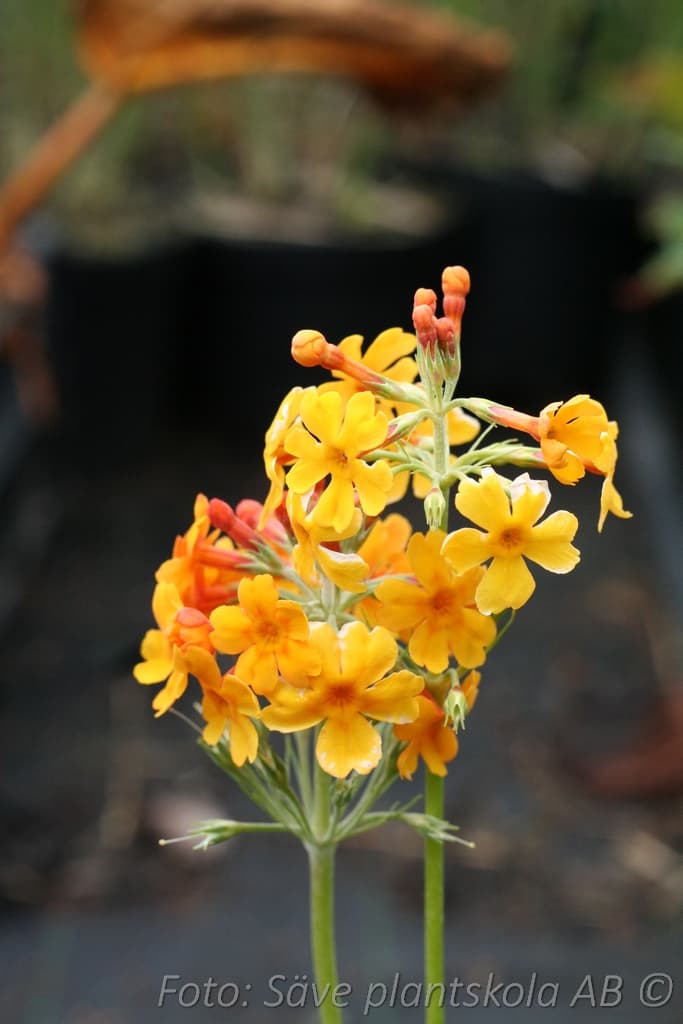 Primula bulleyana