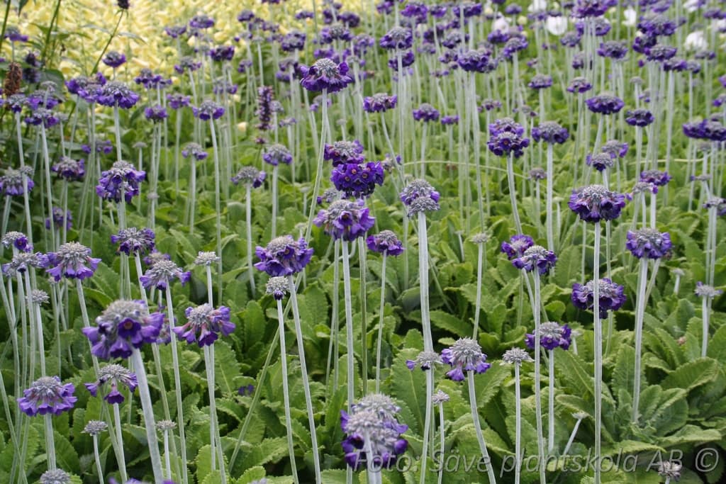Primula capitata 'Mooreana'