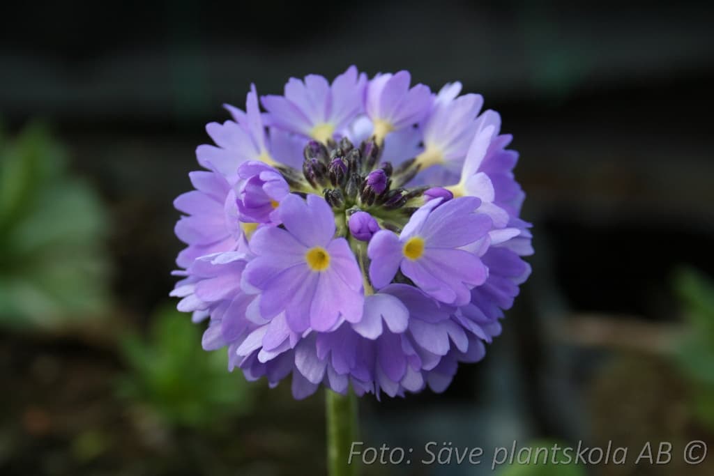 Primula denticulata