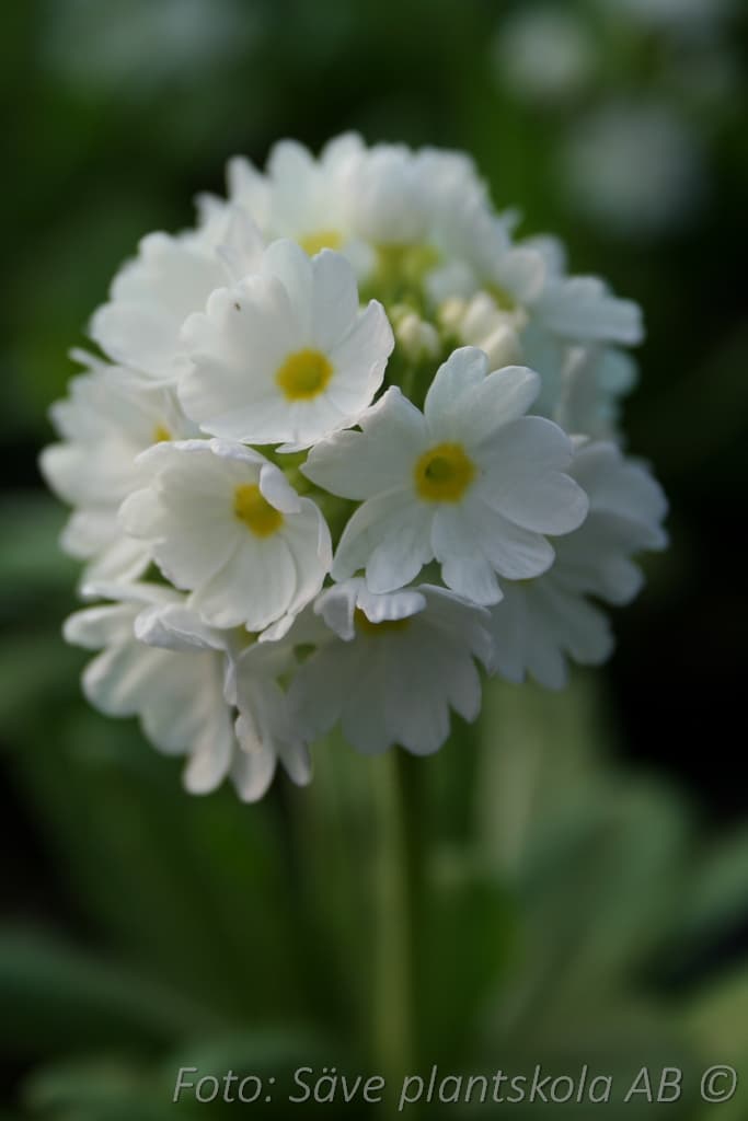 Primula denticulata 'Alba'