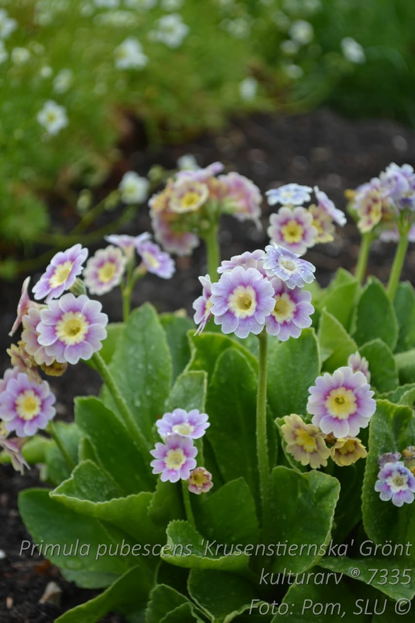 Primula pubescens 'Krusenstiernska' GK ®