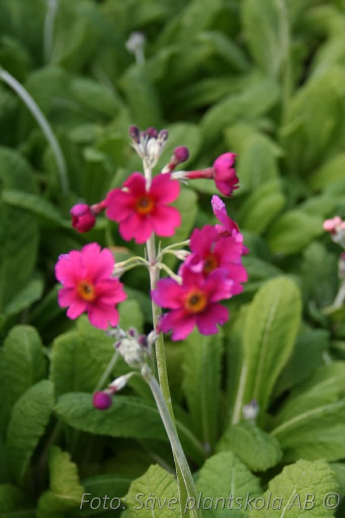 Primula japonica 'Millers Crimson'