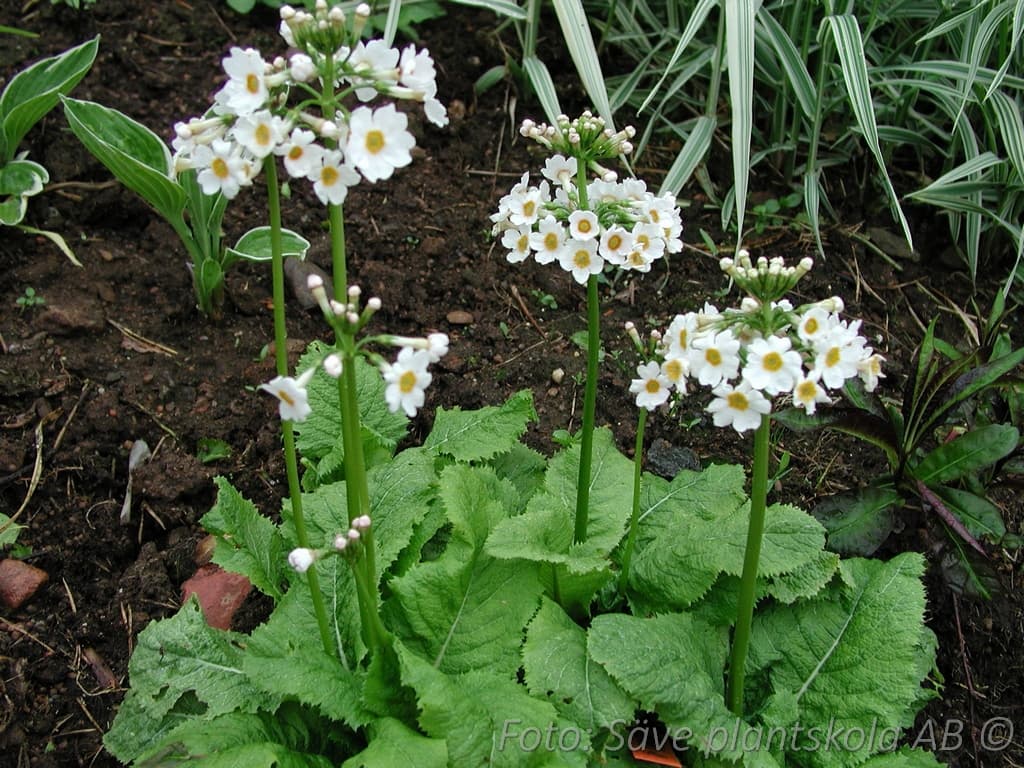Primula japonica 'Postford White'