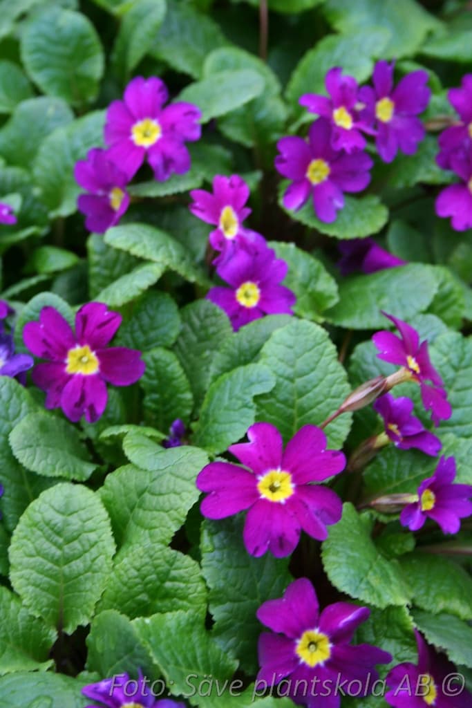 Primula pruhoniciana 'Wanda'