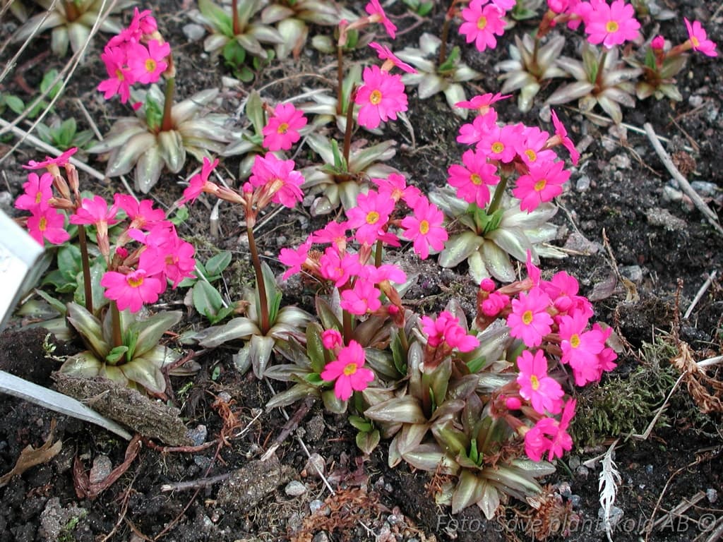 Primula rosea 'Grandiflora'
