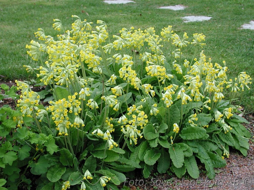 Primula veris