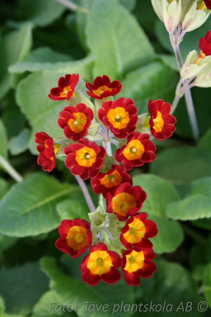 Primula veris  'Sunset Shades'