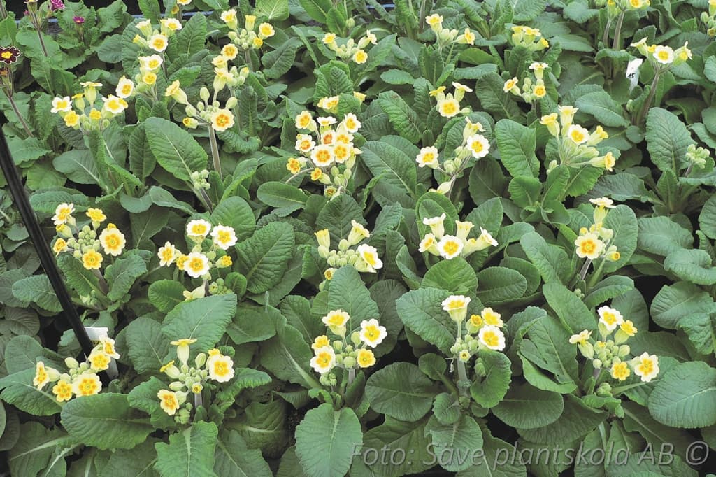 Primula veris 'Lime with Orange'