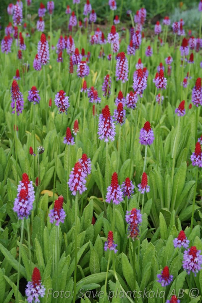 Primula vialii
