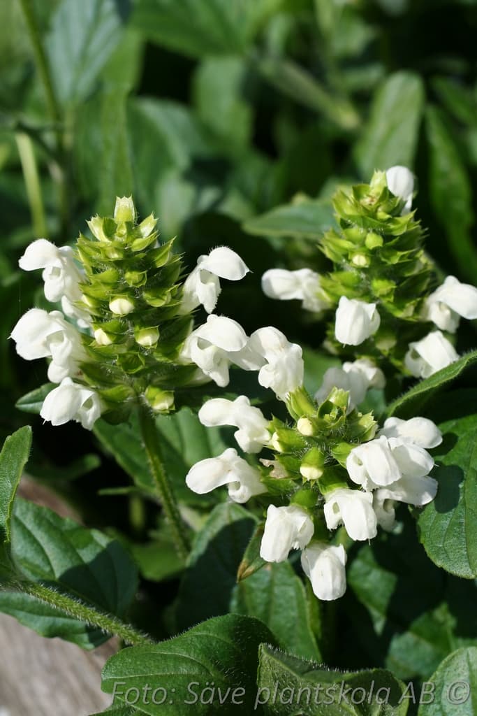 Prunella grandiflora 'Alba'