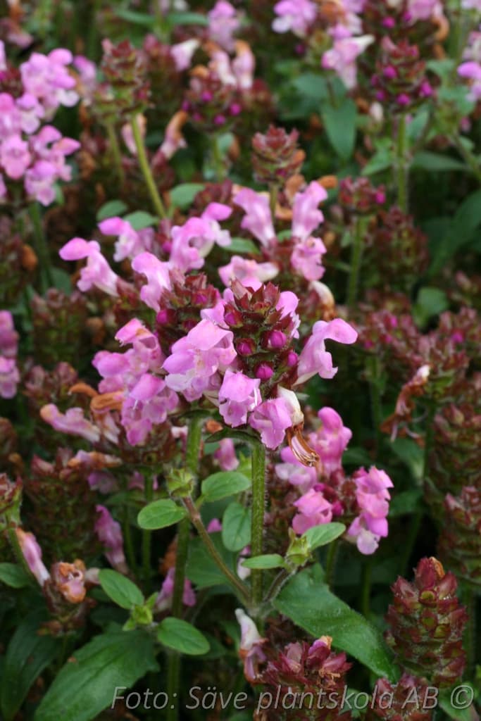 Prunella grandiflora  'Pink Loveliness'