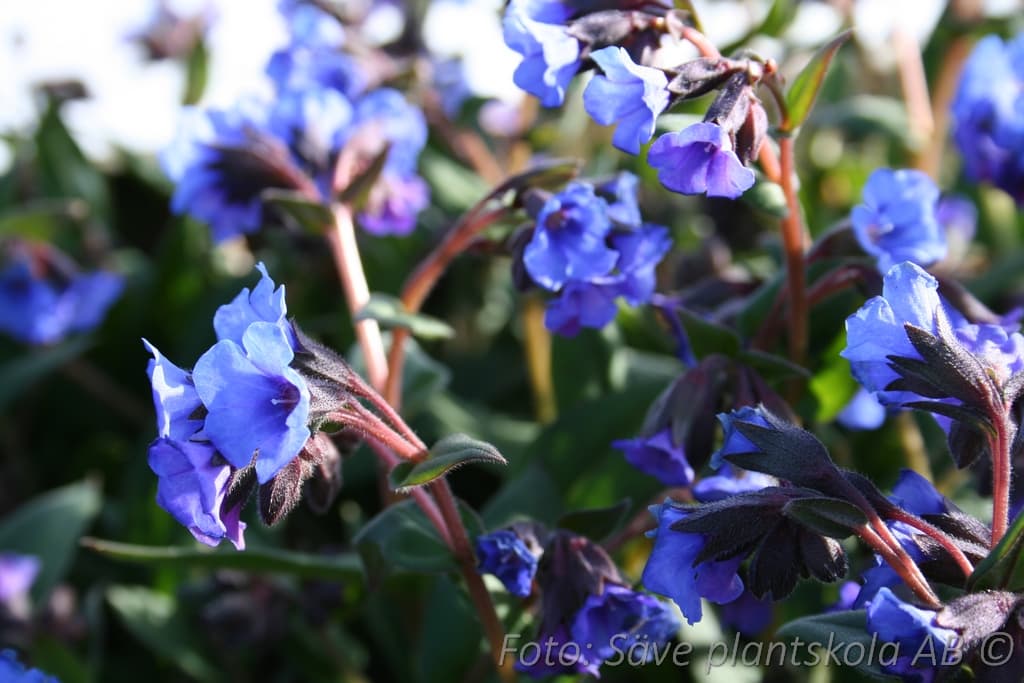Pulmonaria angustifolia  'Blue Ensign'