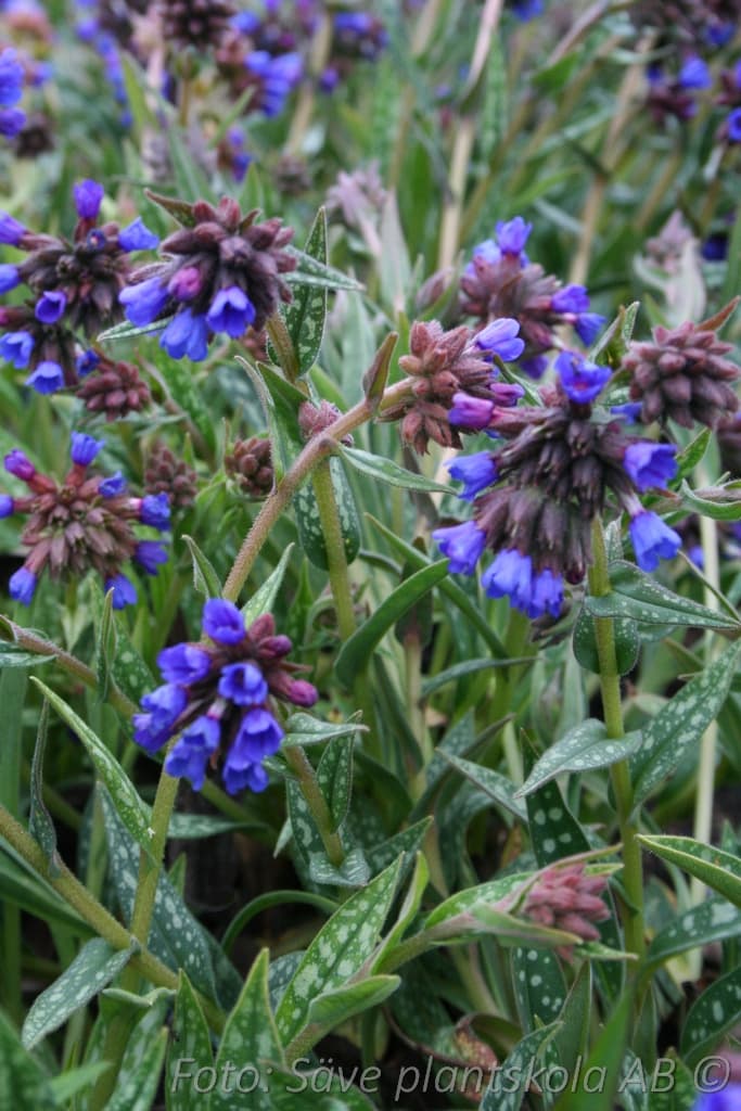 Pulmonaria longifolia 'E.B.Anderson'