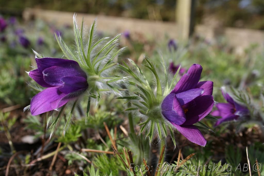 Pulsatilla vulgaris